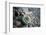 Close-Up of Fly Fishing Reel and Steelhead-Justin Bailie-Framed Photographic Print