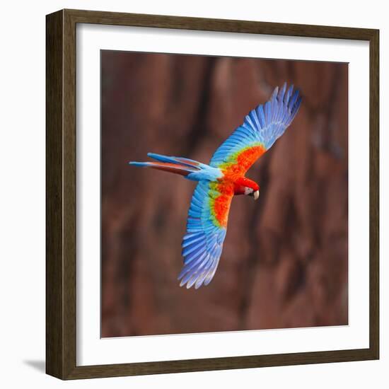 Close up of flying red-and-green macaw, Porto Jofre , Mato Grosso, Cuiaba River, near the mouth...-Panoramic Images-Framed Photographic Print