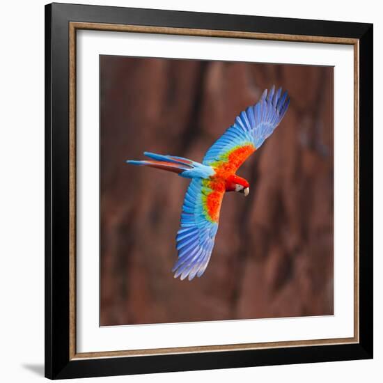 Close up of flying red-and-green macaw, Porto Jofre , Mato Grosso, Cuiaba River, near the mouth...-Panoramic Images-Framed Photographic Print