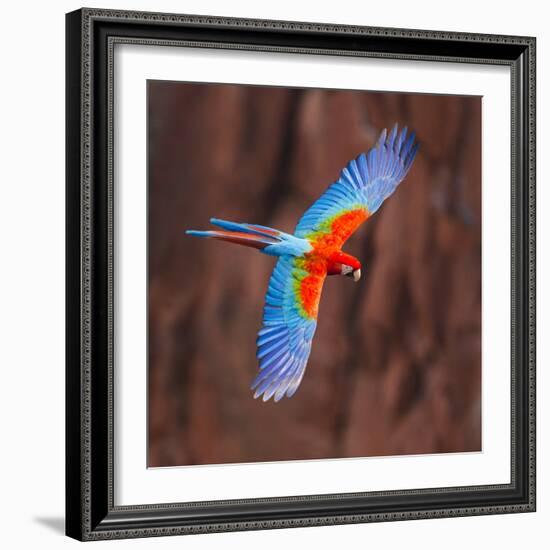 Close up of flying red-and-green macaw, Porto Jofre , Mato Grosso, Cuiaba River, near the mouth...-Panoramic Images-Framed Photographic Print