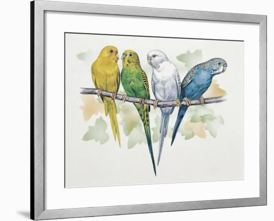 Close-Up of Four Parrots Perching on a Branch (Melopsittacus Undulatus)-null-Framed Giclee Print