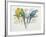 Close-Up of Four Parrots Perching on a Branch (Melopsittacus Undulatus)-null-Framed Giclee Print