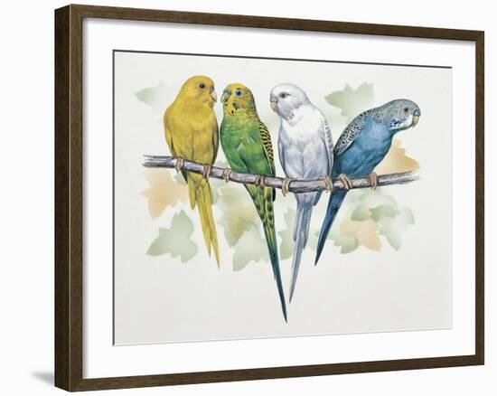 Close-Up of Four Parrots Perching on a Branch (Melopsittacus Undulatus)-null-Framed Giclee Print