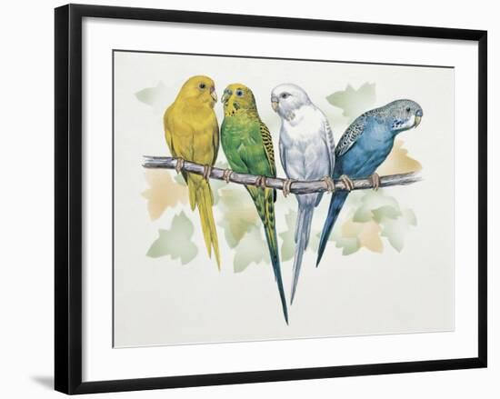 Close-Up of Four Parrots Perching on a Branch (Melopsittacus Undulatus)-null-Framed Giclee Print