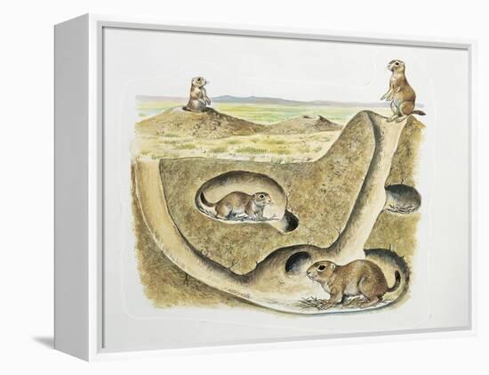 Close-Up of Four Prairie Dogs (Cynomys Ludovicianus)-null-Framed Premier Image Canvas