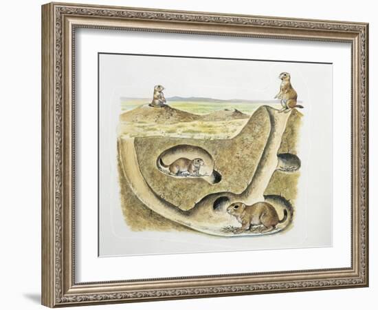 Close-Up of Four Prairie Dogs (Cynomys Ludovicianus)-null-Framed Giclee Print