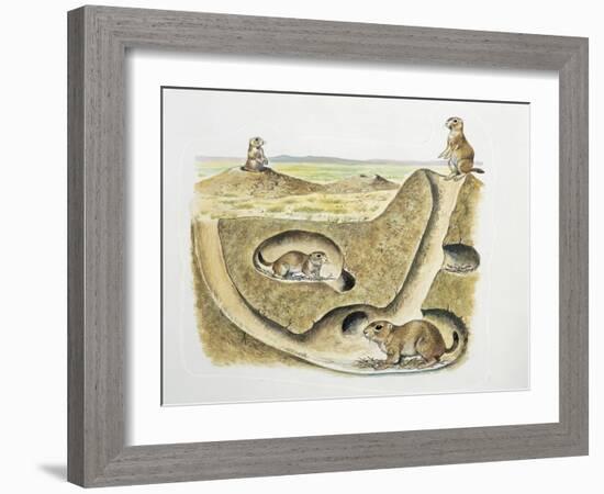 Close-Up of Four Prairie Dogs (Cynomys Ludovicianus)-null-Framed Giclee Print