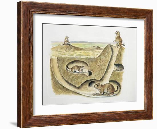 Close-Up of Four Prairie Dogs (Cynomys Ludovicianus)-null-Framed Giclee Print