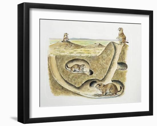 Close-Up of Four Prairie Dogs (Cynomys Ludovicianus)-null-Framed Giclee Print