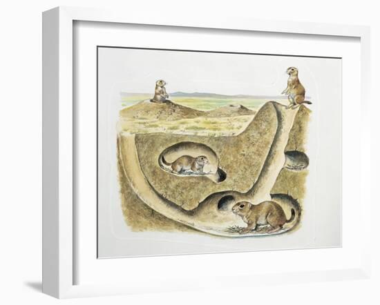 Close-Up of Four Prairie Dogs (Cynomys Ludovicianus)-null-Framed Giclee Print