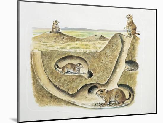 Close-Up of Four Prairie Dogs (Cynomys Ludovicianus)-null-Mounted Giclee Print