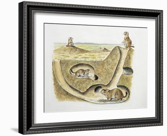 Close-Up of Four Prairie Dogs (Cynomys Ludovicianus)-null-Framed Giclee Print