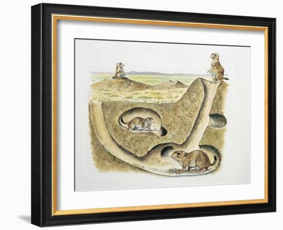 Close-Up of Four Prairie Dogs (Cynomys Ludovicianus)-null-Framed Giclee Print