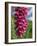 Close-Up of Foxglove Flowers, in Snowdonia National Park, Gwynedd, Wales, United Kingdom, Europe-Maxwell Duncan-Framed Photographic Print