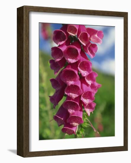 Close-Up of Foxglove Flowers, in Snowdonia National Park, Gwynedd, Wales, United Kingdom, Europe-Maxwell Duncan-Framed Photographic Print