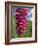 Close-Up of Foxglove Flowers, in Snowdonia National Park, Gwynedd, Wales, United Kingdom, Europe-Maxwell Duncan-Framed Photographic Print