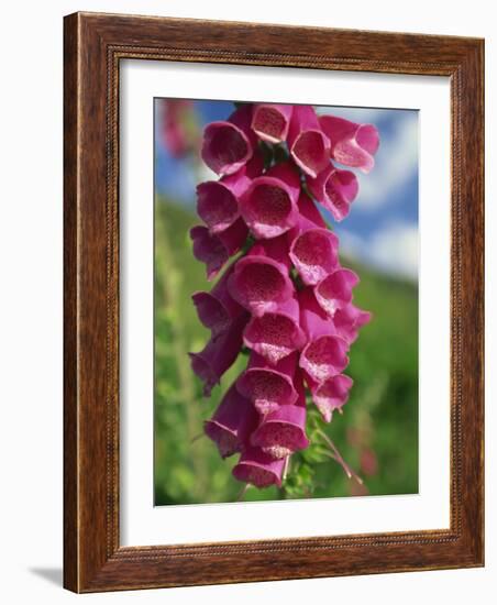 Close-Up of Foxglove Flowers, in Snowdonia National Park, Gwynedd, Wales, United Kingdom, Europe-Maxwell Duncan-Framed Photographic Print