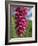 Close-Up of Foxglove Flowers, in Snowdonia National Park, Gwynedd, Wales, United Kingdom, Europe-Maxwell Duncan-Framed Photographic Print