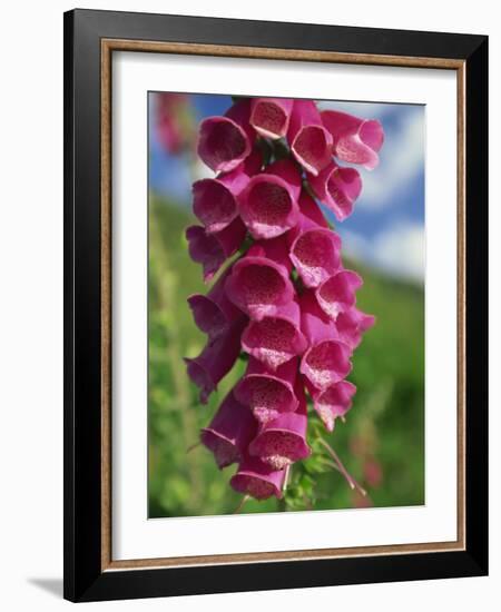 Close-Up of Foxglove Flowers, in Snowdonia National Park, Gwynedd, Wales, United Kingdom, Europe-Maxwell Duncan-Framed Photographic Print