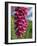 Close-Up of Foxglove Flowers, in Snowdonia National Park, Gwynedd, Wales, United Kingdom, Europe-Maxwell Duncan-Framed Photographic Print