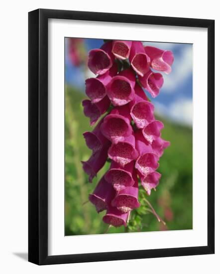 Close-Up of Foxglove Flowers, in Snowdonia National Park, Gwynedd, Wales, United Kingdom, Europe-Maxwell Duncan-Framed Photographic Print