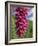 Close-Up of Foxglove Flowers, in Snowdonia National Park, Gwynedd, Wales, United Kingdom, Europe-Maxwell Duncan-Framed Photographic Print