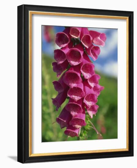 Close-Up of Foxglove Flowers, in Snowdonia National Park, Gwynedd, Wales, United Kingdom, Europe-Maxwell Duncan-Framed Photographic Print