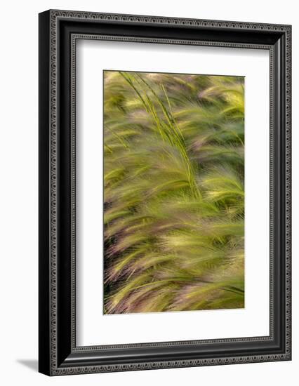 Close-up of foxtail barley in Medicine Lake National Wildlife Refuge, Montana, USA-Chuck Haney-Framed Photographic Print