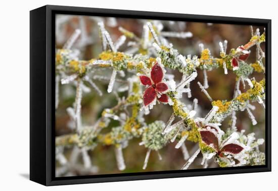 Close-Up of Frosted Cotoneaster Plant, Oregon, USA-Jaynes Gallery-Framed Premier Image Canvas