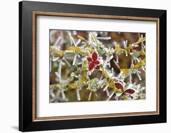 Close-Up of Frosted Cotoneaster Plant, Oregon, USA-Jaynes Gallery-Framed Photographic Print