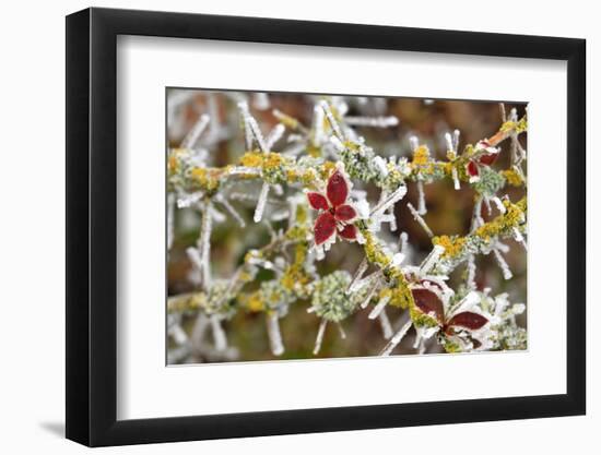 Close-Up of Frosted Cotoneaster Plant, Oregon, USA-Jaynes Gallery-Framed Photographic Print