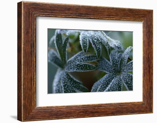 Close-up of frozen dark green plant leaves-Paivi Vikstrom-Framed Photographic Print