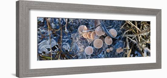 Close-Up of Frozen Mushroom-null-Framed Photographic Print