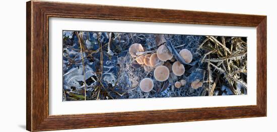 Close-Up of Frozen Mushroom-null-Framed Photographic Print