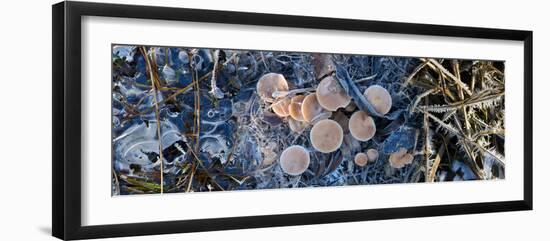 Close-Up of Frozen Mushroom-null-Framed Photographic Print