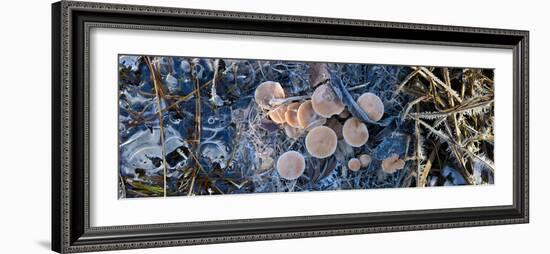 Close-Up of Frozen Mushroom-null-Framed Photographic Print