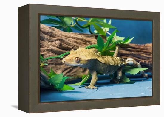 Close-up of Gecko lizard-null-Framed Premier Image Canvas