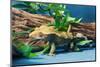 Close-up of Gecko lizard-null-Mounted Photographic Print