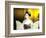 Close-up of Geisha Girl in Gold, Kyoto, Japan-Bill Bachmann-Framed Photographic Print