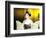 Close-up of Geisha Girl in Gold, Kyoto, Japan-Bill Bachmann-Framed Photographic Print