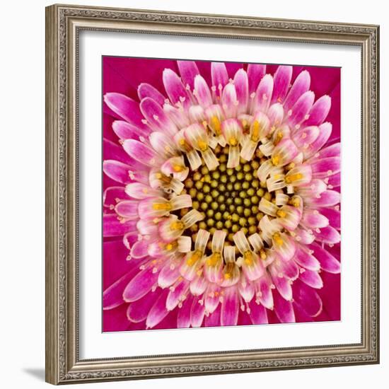 Close-up of gerber daisy, Florida.-Adam Jones-Framed Premium Photographic Print