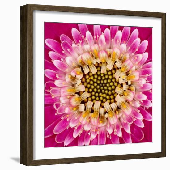 Close-up of gerber daisy, Florida.-Adam Jones-Framed Premium Photographic Print