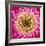 Close-up of gerber daisy, Florida.-Adam Jones-Framed Premium Photographic Print