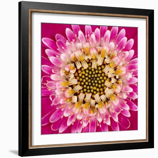 Close-up of gerber daisy, Florida.-Adam Jones-Framed Premium Photographic Print