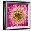 Close-up of gerber daisy, Florida.-Adam Jones-Framed Premium Photographic Print