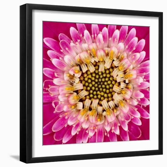 Close-up of gerber daisy, Florida.-Adam Jones-Framed Premium Photographic Print