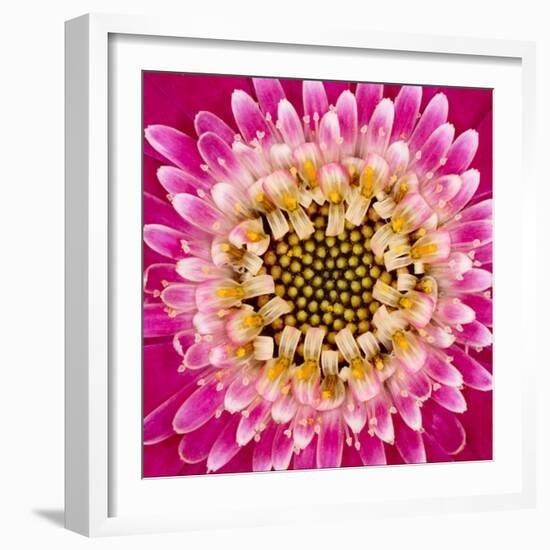 Close-up of gerber daisy, Florida.-Adam Jones-Framed Premium Photographic Print