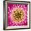 Close-up of gerber daisy, Florida.-Adam Jones-Framed Premium Photographic Print