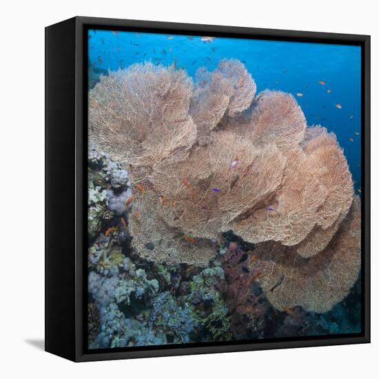 Close-Up of Giant Sea Fan Coral, Ras Mohammed Nat'l Pk, Off Sharm El Sheikh, Egypt-Mark Doherty-Framed Premier Image Canvas