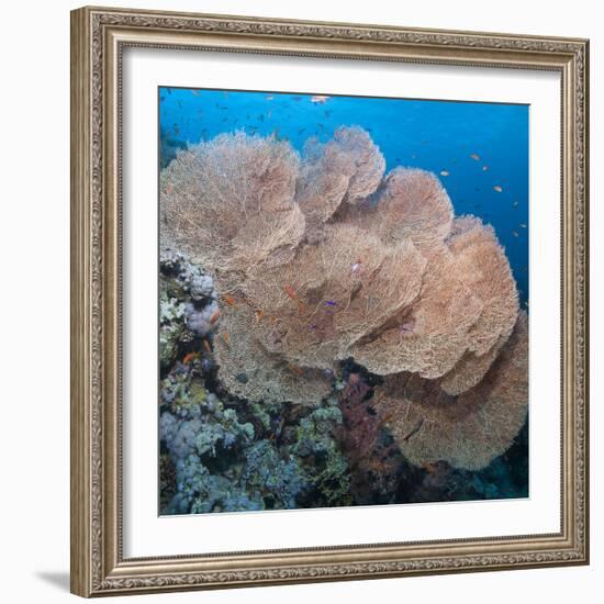 Close-Up of Giant Sea Fan Coral, Ras Mohammed Nat'l Pk, Off Sharm El Sheikh, Egypt-Mark Doherty-Framed Photographic Print